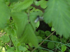 Adelidae