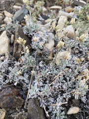 Antennaria rosea confinis