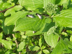 Adelidae