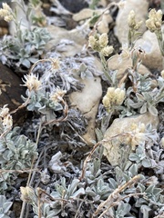 Antennaria rosea confinis