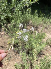 Ipomopsis aggregata candida