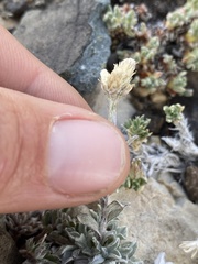 Antennaria rosea confinis