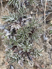 Potentilla morefieldii