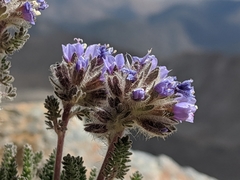 Polemonium chartaceum