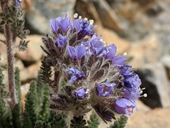 Polemonium chartaceum