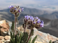 Polemonium chartaceum