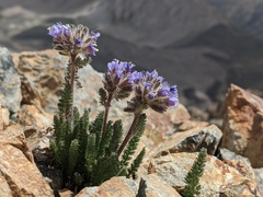 Polemonium chartaceum