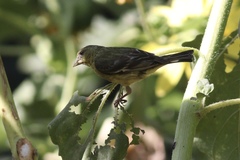Spinus psaltria