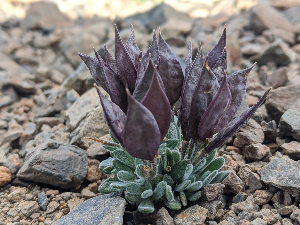daggerpod from Bishop, CA 93514, USA on July 22, 2021 at 10:00 AM by ...