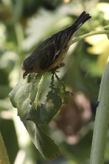 Spinus psaltria