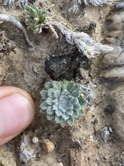 Townsendia condensata