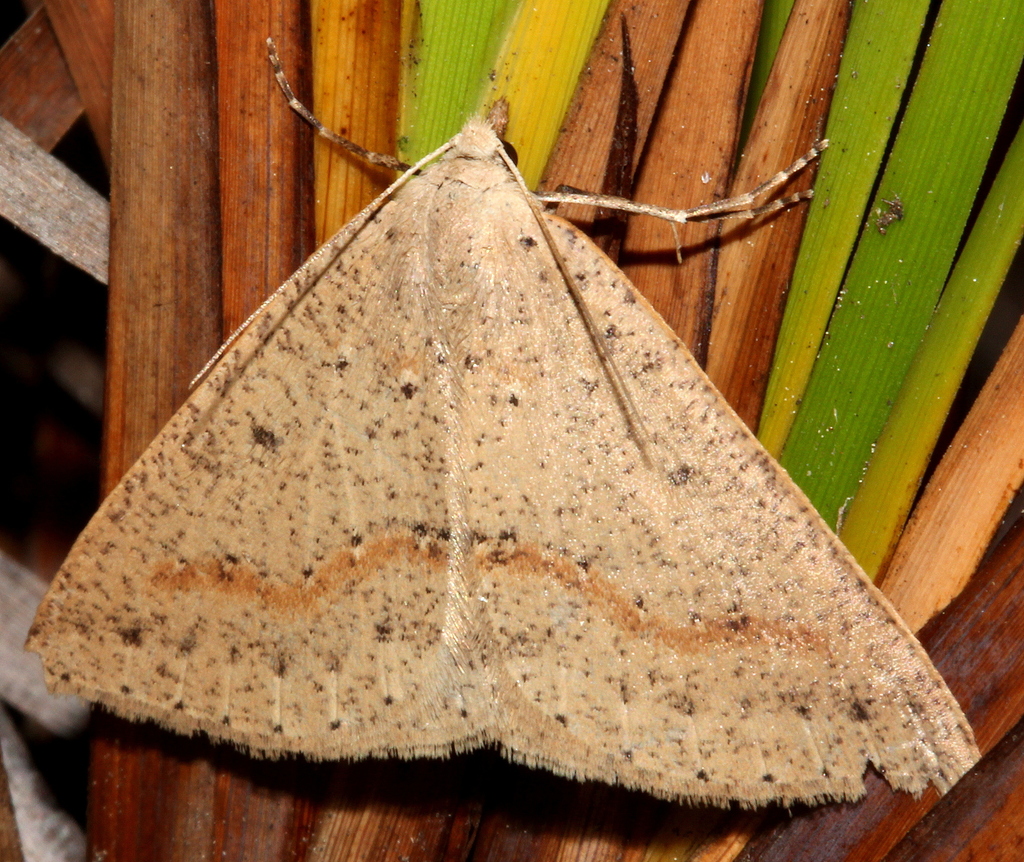 Nearcha curtaria