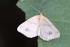 Macaria ribearia