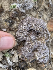 Psora cerebriformis