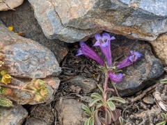 Penstemon heterodoxus heterodoxus