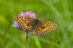 Boloria titania