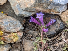 Penstemon heterodoxus heterodoxus