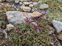 Penstemon heterodoxus heterodoxus
