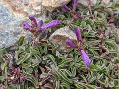 Penstemon heterodoxus heterodoxus