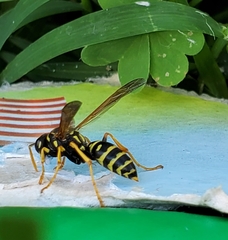 Polistes dominula