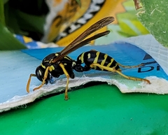 Polistes dominula