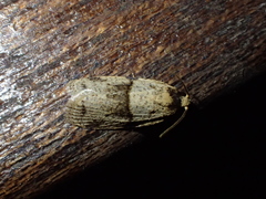 Copromorphidae