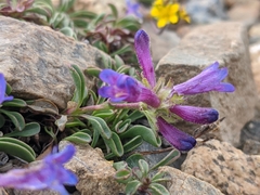 Penstemon heterodoxus heterodoxus