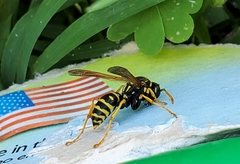 Polistes dominula