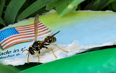 Polistes dominula