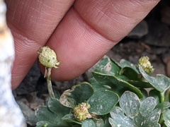 Ranunculus eschscholtzii oxynotus