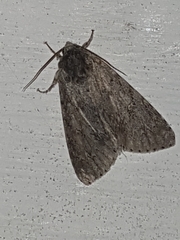 Acronicta americana