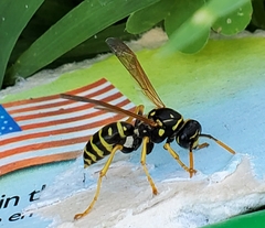 Polistes dominula