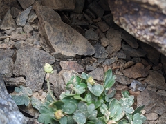 Ranunculus eschscholtzii oxynotus