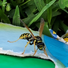 Polistes dominula