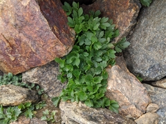 Ranunculus eschscholtzii oxynotus