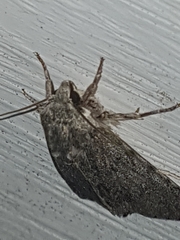 Acronicta americana