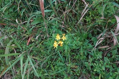 Hypericum sphaerocarpum