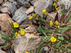 Ivesia lycopodioides scandularis