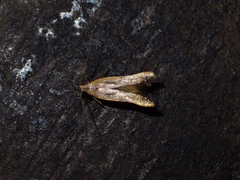 Mesophleps