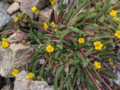 Ivesia lycopodioides scandularis