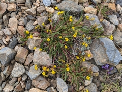 Ivesia lycopodioides scandularis
