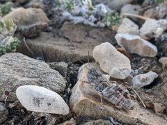 Podismini