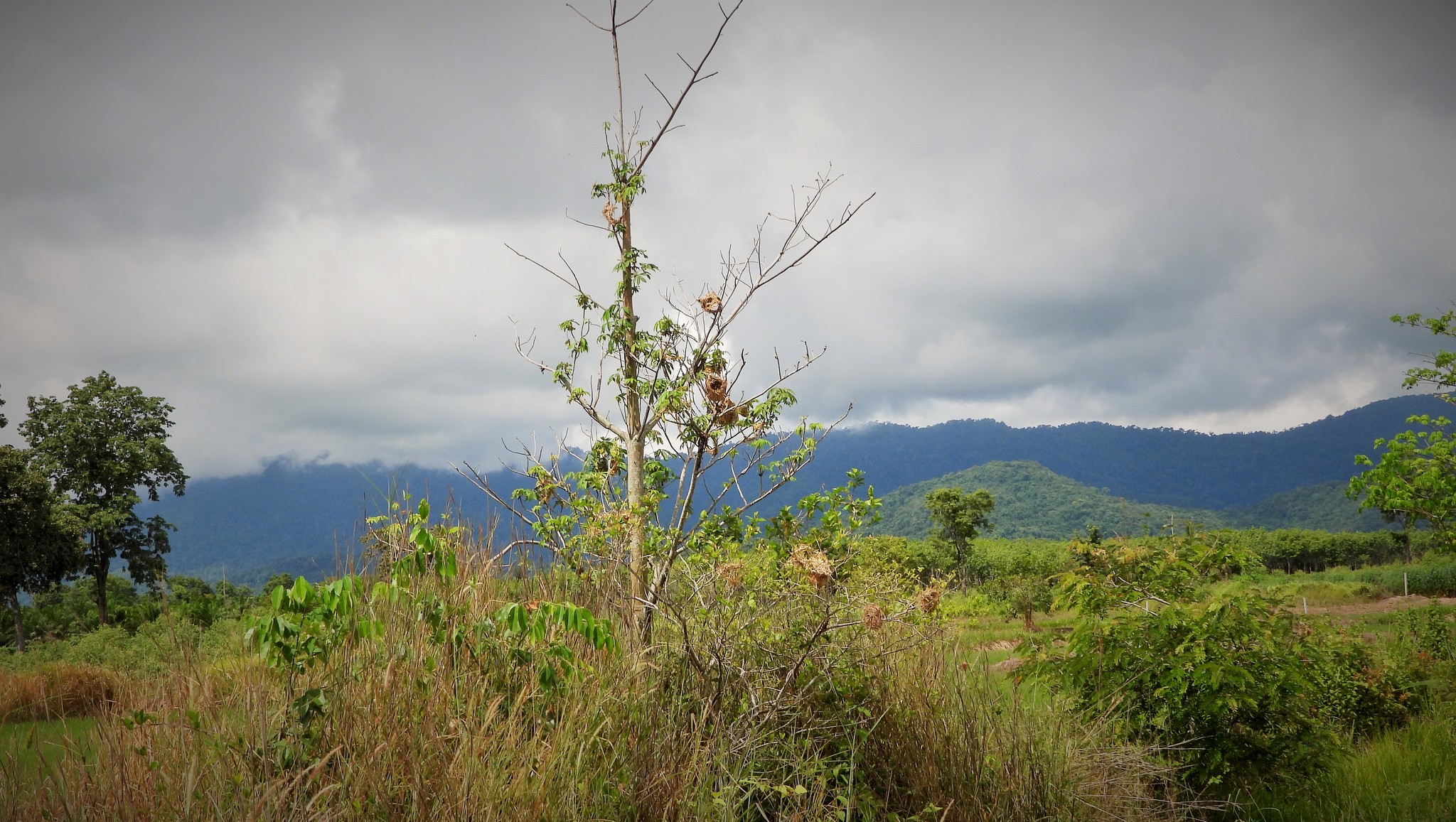 Asian Golden Weaver