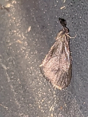 Cryptothelea gloverii