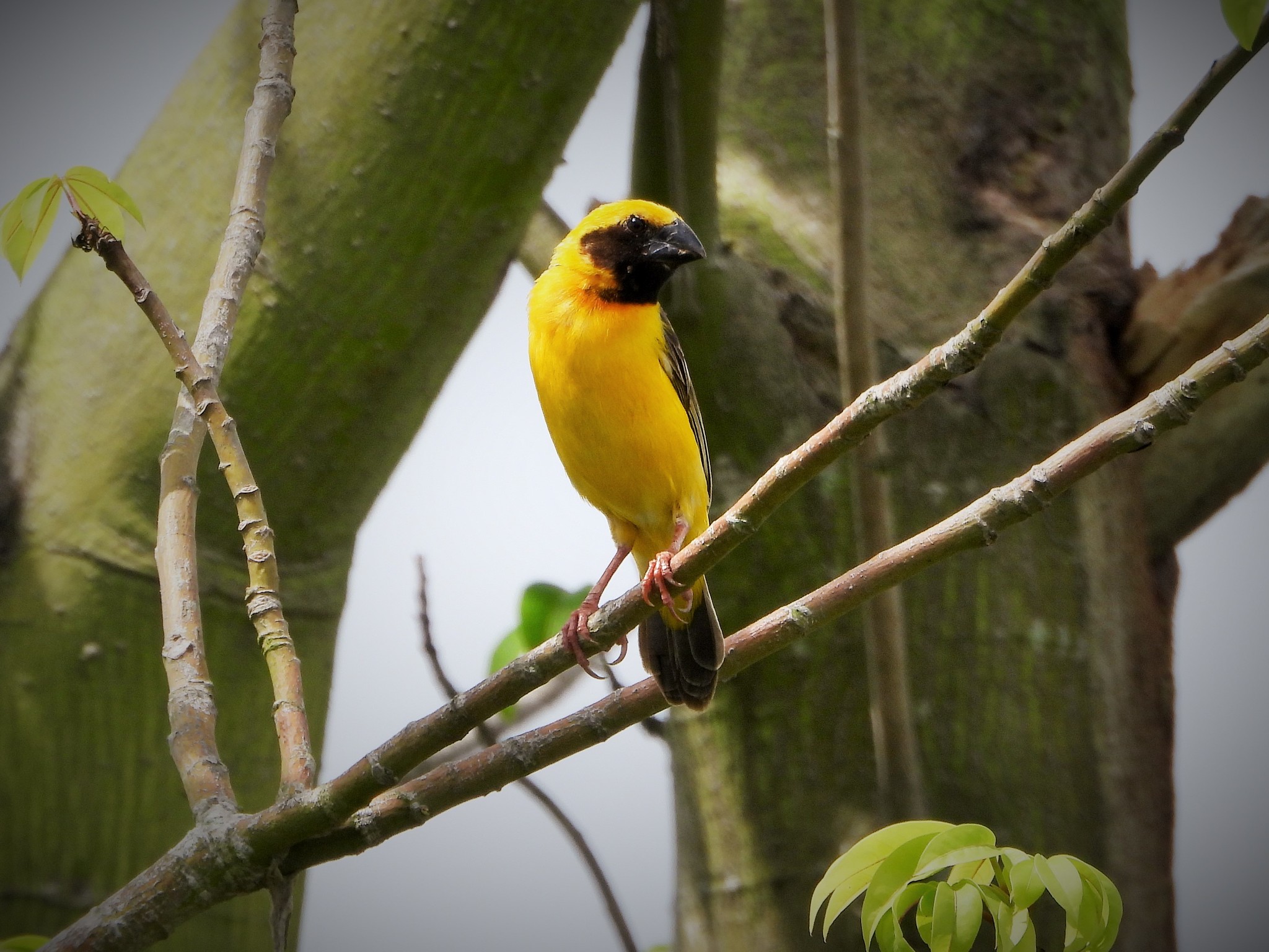 Asian Golden Weaver