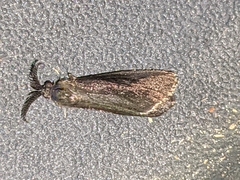 Cryptothelea gloverii