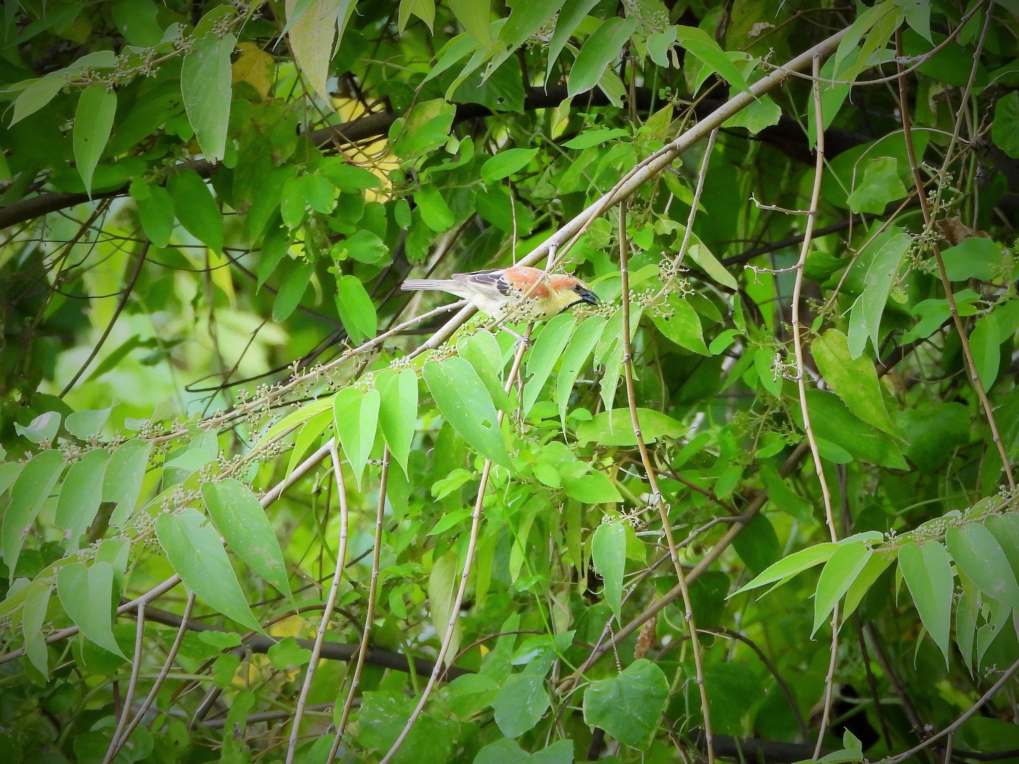 Plain-backed Sparrow