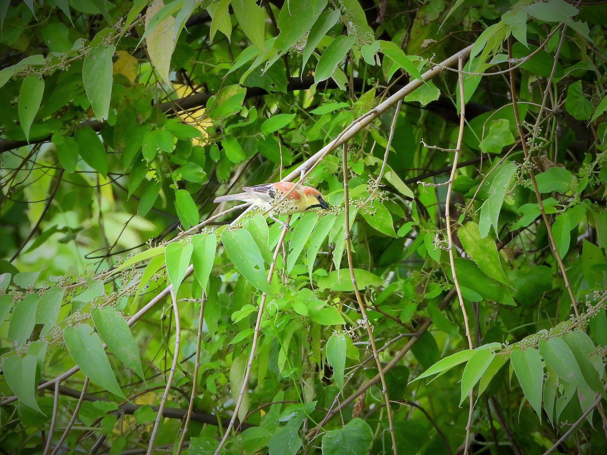 Plain-backed Sparrow