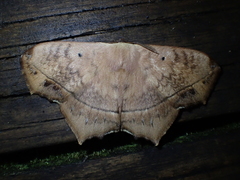 Pseudoganisa currani