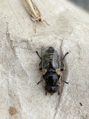 Eristalinus sepulchralis
